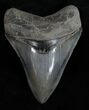 Quality Megalodon Tooth - Great Color #11997-1